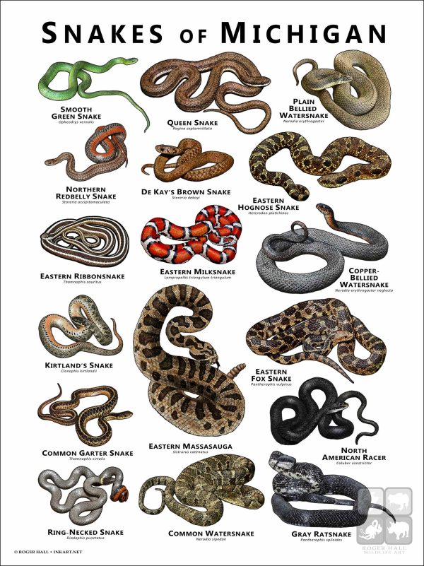 Poster design featuring various species of snake native to Michigan