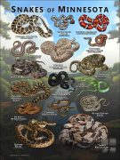 Poster design featuring various species of snake native to Minnesota