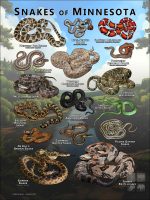 Poster design featuring various species of snake native to Minnesota