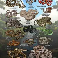 Poster design featuring various species of snake native to Minnesota