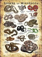 Poster design featuring various species of snake native to Minnesota
