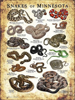Poster design featuring various species of snake native to Minnesota