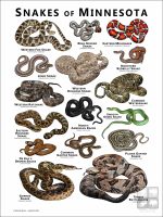 Poster design featuring various species of snake native to Minnesota