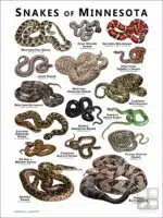 Poster design featuring various species of snake native to Minnesota