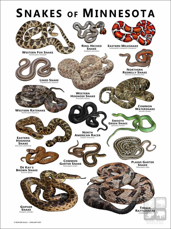 Poster design featuring various species of snake native to Minnesota