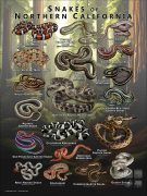 Poster design featuring various species of snake native to Northern California