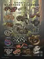 Poster design featuring various species of snake native to Northern California