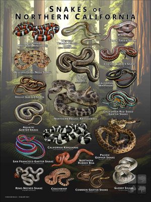 Poster design featuring various species of snake native to Northern California