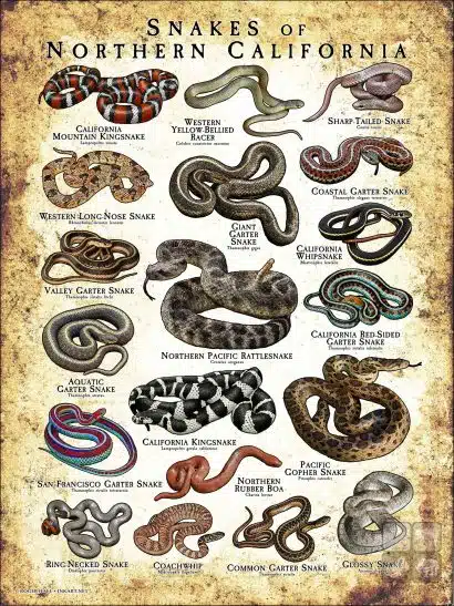 Poster design featuring various species of snake native to Northern California