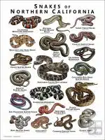 Poster design featuring various species of snake native to Northern California