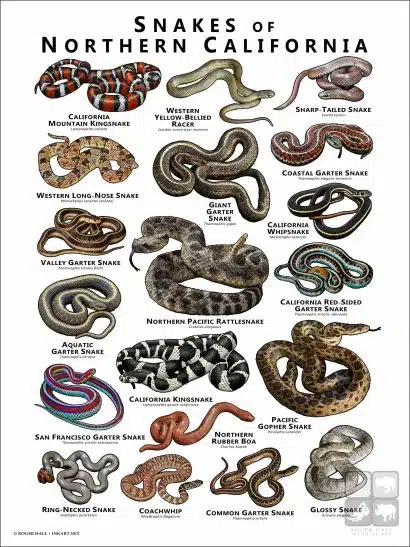 Poster design featuring various species of snake native to Northern California