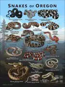Poster design featuring various species of snake native to Oregon