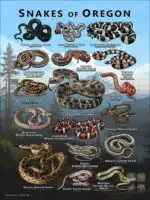 Poster design featuring various species of snake native to Oregon