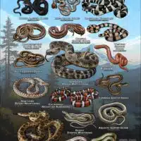 Poster design featuring various species of snake native to Oregon