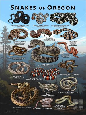 Poster design featuring various species of snake native to Oregon