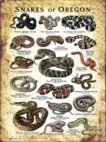 Poster design featuring various species of snake native to Oregon