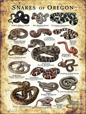 Poster design featuring various species of snake native to Oregon