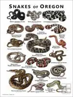 Poster design featuring various species of snake native to Oregon