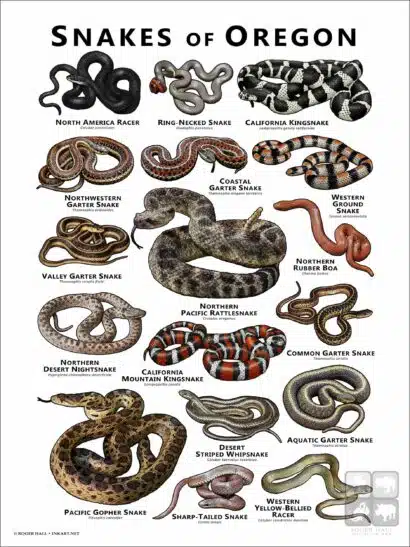 Poster design featuring various species of snake native to Oregon
