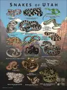 Poster design featuring various species of snake native to Utah