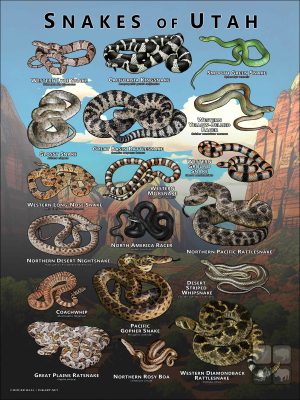 Poster design featuring various species of snake native to Utah