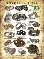 featuring various species of snake native to Utah