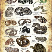 featuring various species of snake native to Utah