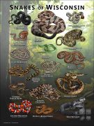 Poster design featuring various species of snake native to Wisconsin