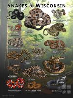 Poster design featuring various species of snake native to Wisconsin