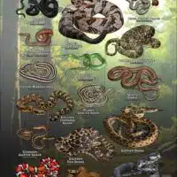 Poster design featuring various species of snake native to Wisconsin