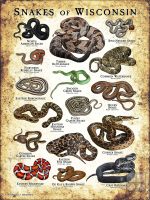 Poster design featuring various species of snake native to Wisconsin