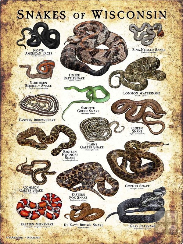 Poster design featuring various species of snake native to Wisconsin