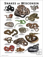 Poster design featuring various species of snake native to Wisconsin