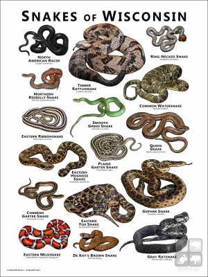 Poster design featuring various species of snake native to Wisconsin