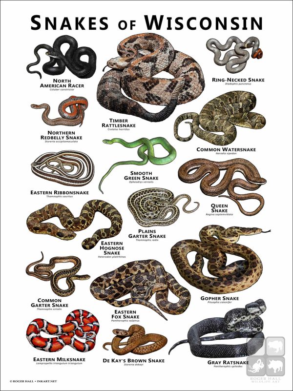 Poster design featuring various species of snake native to Wisconsin