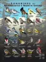 Poster design featuring various species of songbird native to Minnesota's North Shore