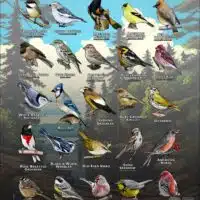 Poster design featuring various species of songbird native to Minnesota's North Shore