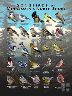 Poster design featuring various species of songbird native to Minnesota's North Shore