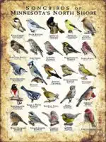 Poster design featuring various species of songbird native to Minnesota's North Shore