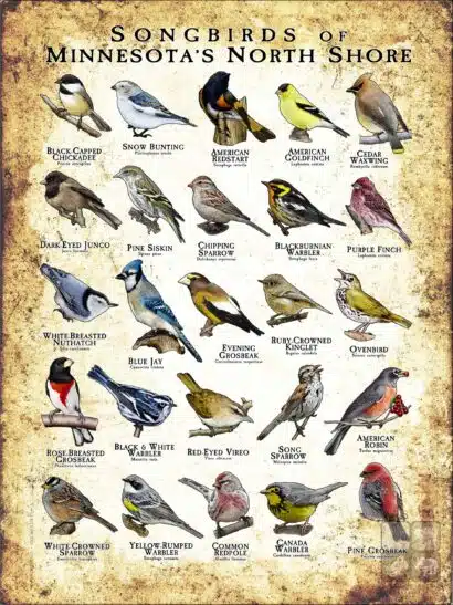 Poster design featuring various species of songbird native to Minnesota's North Shore