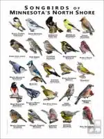 Poster design featuring various species of songbird native to Minnesota's North Shore
