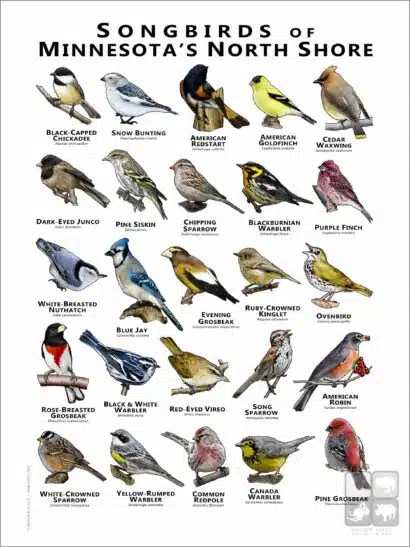 Poster design featuring various species of songbird native to Minnesota's North Shore