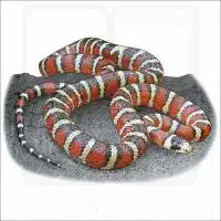 Sonoran Mountain Kingsnake illustration