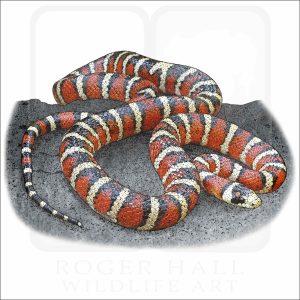 Sonoran Mountain Kingsnake illustration