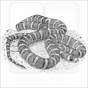 Sonoran Mountain Kingsnake black and white drawing