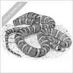 Sonoran Mountain Kingsnake black and white stock art drawing