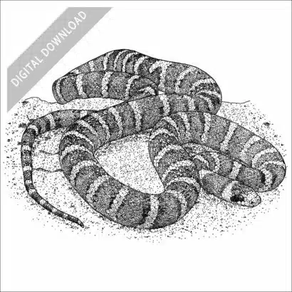 Sonoran Mountain Kingsnake black and white stock art drawing