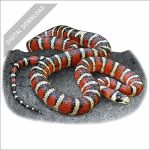Sonoran Mountain Kingsnake stock art drawing