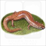 Spring Salamander illustration