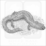 Spring Salamander black and white drawing